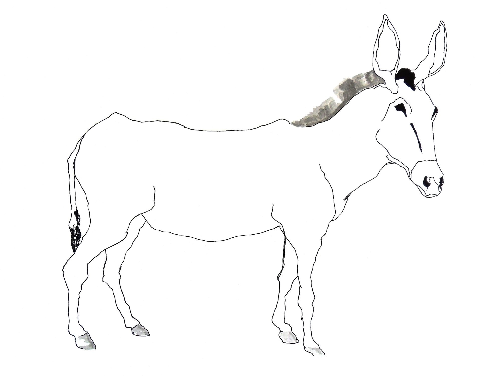 2000x1500 Black And White Drawing Donkey Illustration Made By Judith De
