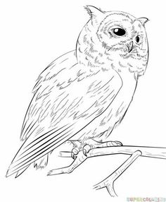 236x286 Learn How To Draw A Tawny Owl (Owls) Step By Step Drawing