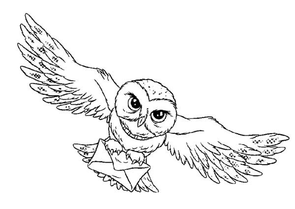600x425 Owl, Harry Potter Owl Coloring Page.jpg A A Harry Potter