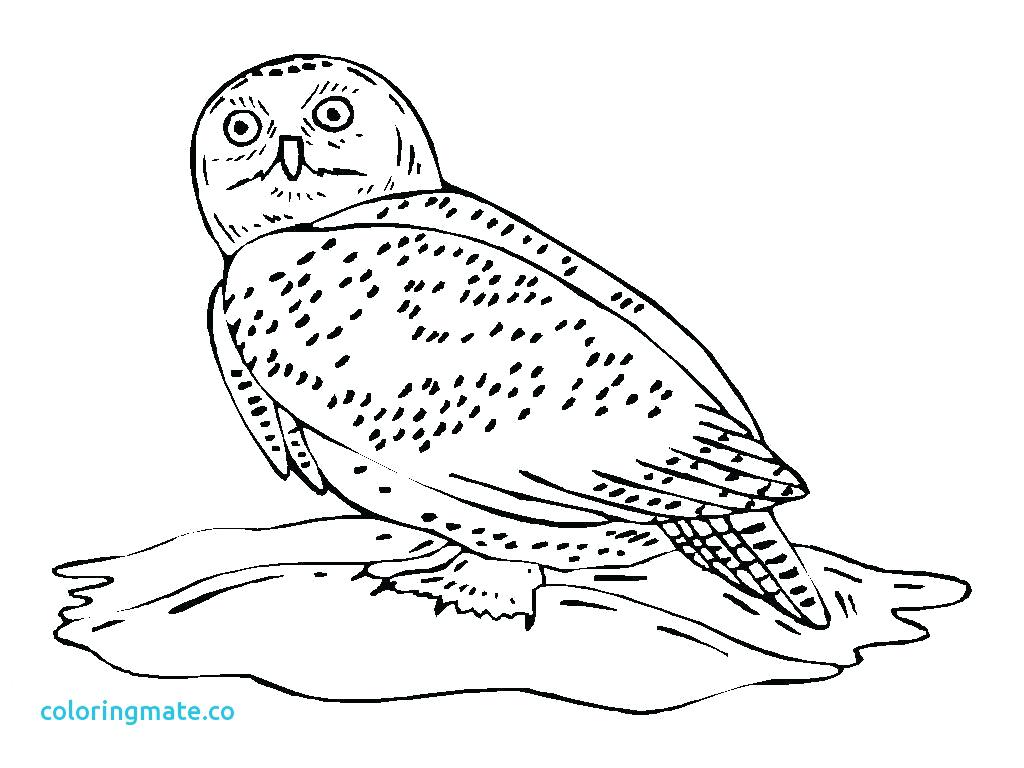 1024x768 Owl Coloring Pages For Adults Free Printable Kids Mandala Smart