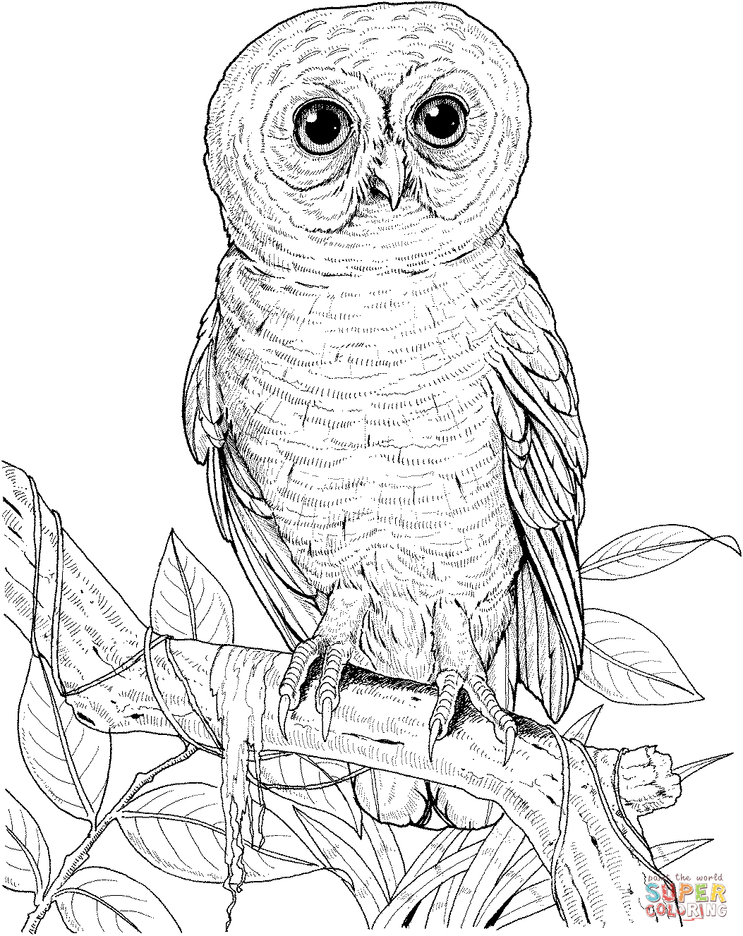1053x1327 Owls Coloring Pages Free Coloring Pages