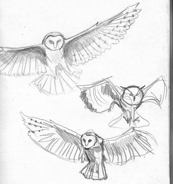 590x629 30 Best Owls Images On Barn Owls, Animal Kingdom