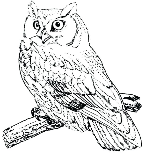 600x646 Snowy Owl Coloring Pages Free Owl Coloring Pages In Addition