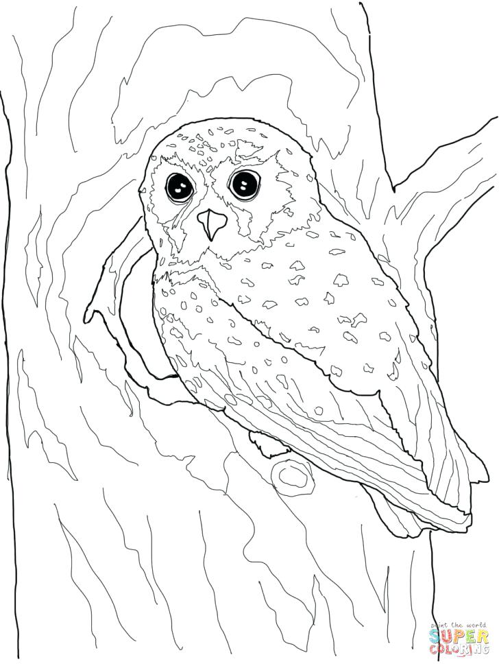 728x971 Barn Owl Coloring Page