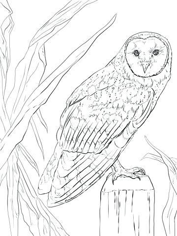 360x480 Barn Owl Coloring Page Click To See Printable Version Of Barn Owl