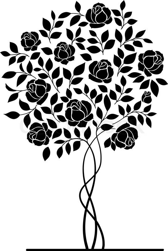 536x800 Bush Drawing Vector