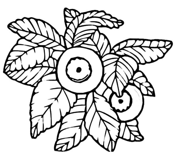 600x521 Drawing Blueberry Bush Coloring Pages Best Place To Color