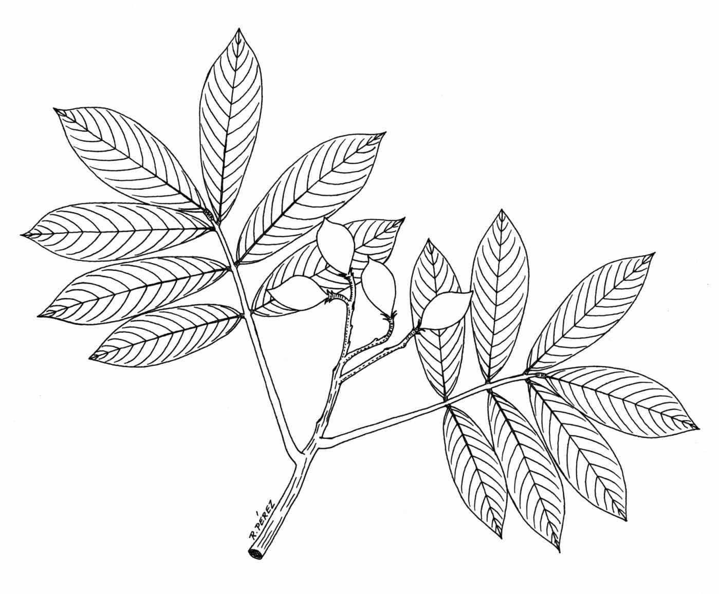 1399x1156 How To Draw Plants