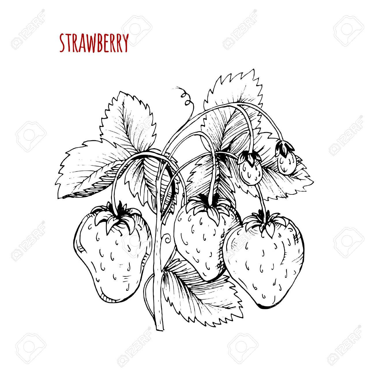 1300x1300 Strawberry Drawing. A Strawberry Bush On A White Background