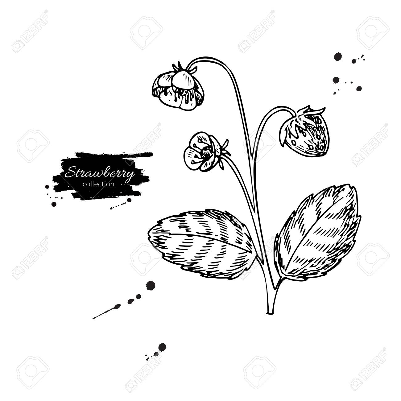 1300x1300 Strawberry Plant Vector Drawing. Isolated Hand Drawn Berry Bush
