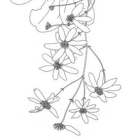 400x450 Botanical Drawings Otari Wilton's Bush Trust