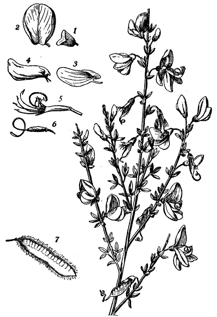 736x1073 75 Best How To Draw Realistic Trees, Plants Bushes And Rocks