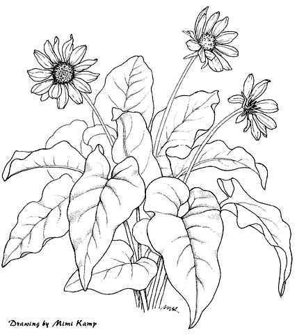 427x480 Drawing How To Draw Realistic Trees, Plants, Bushes And Rocks