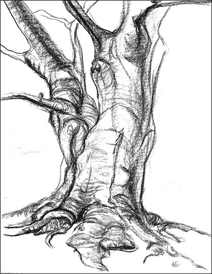 418x541 How To Draw Realistic Trees, Plants Bushes And Rocks