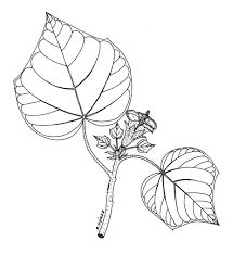 215x234 Image Result For How To Draw Rocks How To Draw Realistic Trees