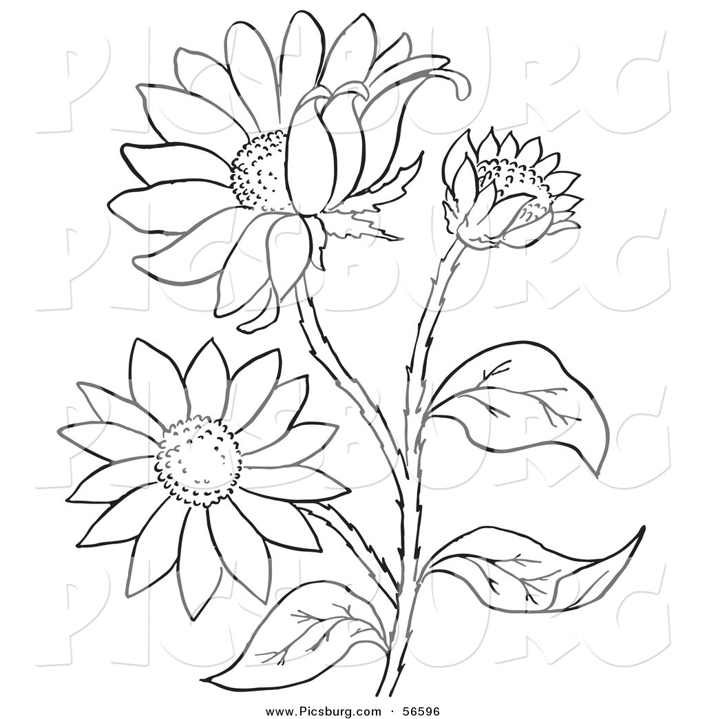 1024x1044 Picture Of Flowers Of Plants Drawing