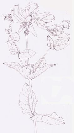 236x424 Plant Drawing Tutorial (Medicinal Plants) Outdoor Spaces