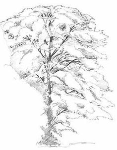 236x301 How To Draw Realistic Bushes