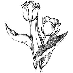 300x300 55 Best How To Draw Realistic Trees, Plants Bushes And Rocks