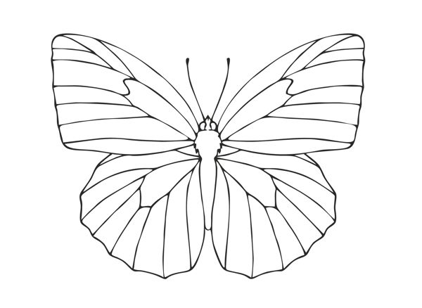 600x438 How To Draw A Butterfly