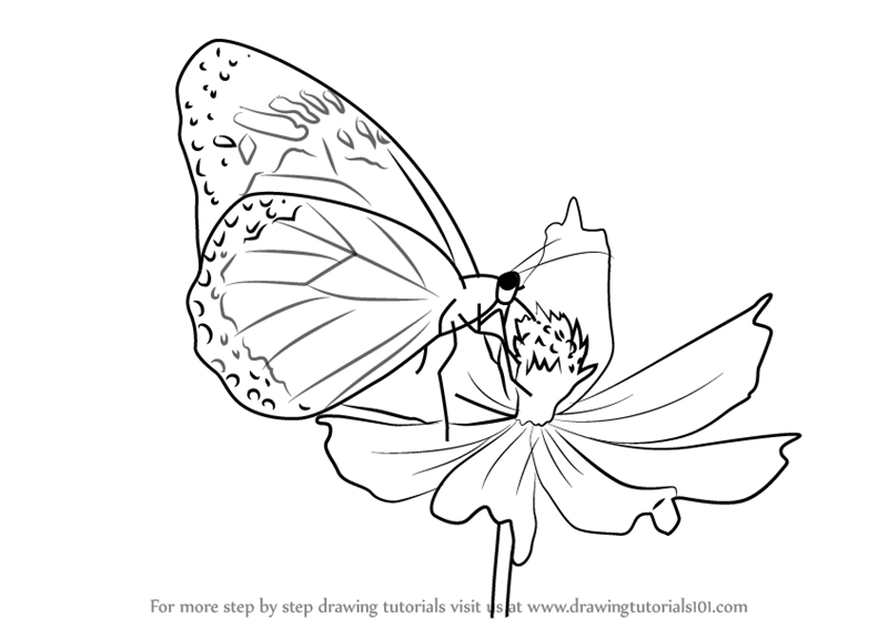 800x567 Learn How To Draw A Butterfly On Flower (Butterflies) Step By Step