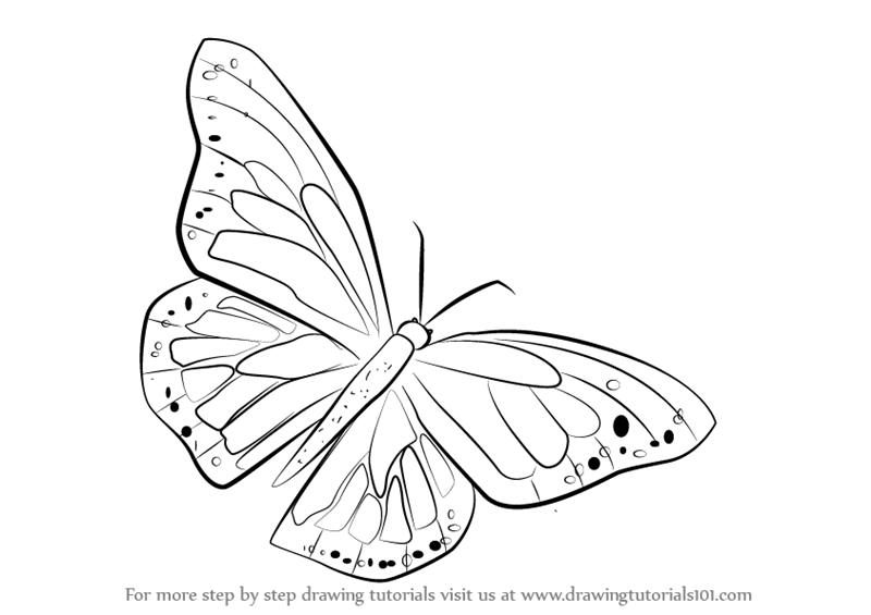 800x565 Learn How To Draw A Monarch Butterfly (Butterflies) Step By Step