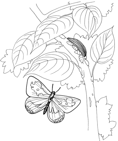 402x480 Caterpillar And Butterfly 2 Coloring Page Free Printable