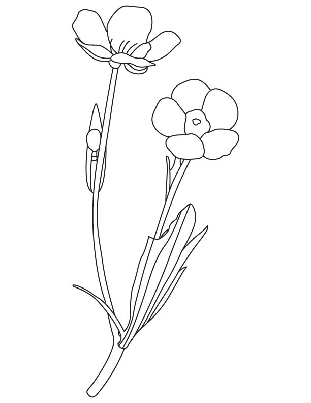 612x792 Buttercup Spring Flower Coloring Page Download Free Buttercup