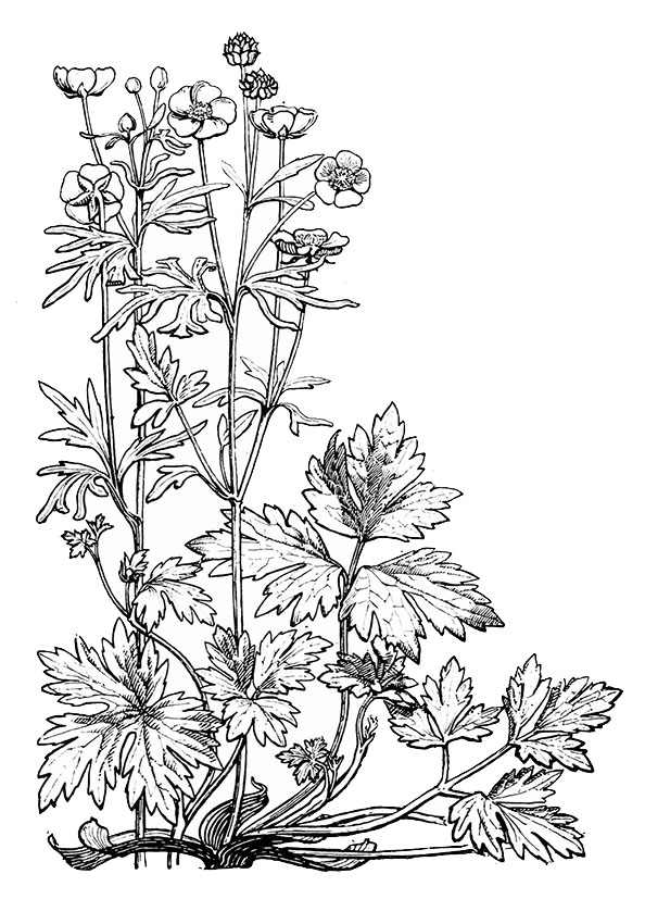 594x827 Flower Sketches