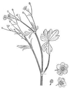 236x306 Image Result For Buttercup Drawing Voley Buttercup