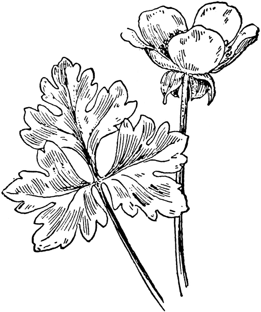 534x640 Bulbous Buttercup Clipart Etc