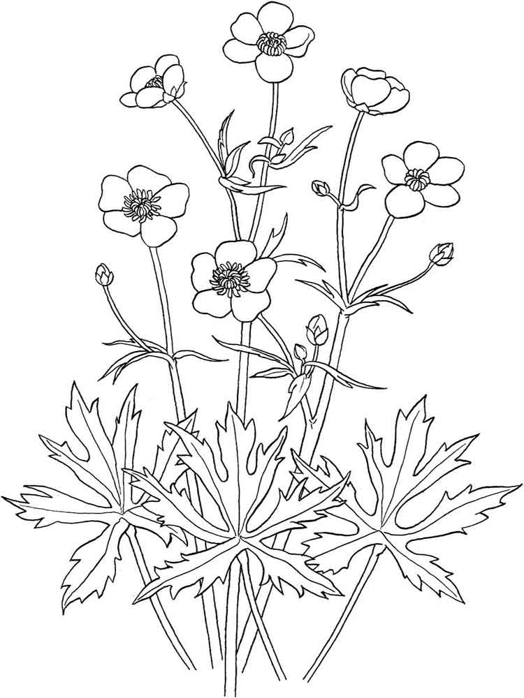 750x1000 Realistic Coloring Pages Buttercup Flowers Art Adult Coloring
