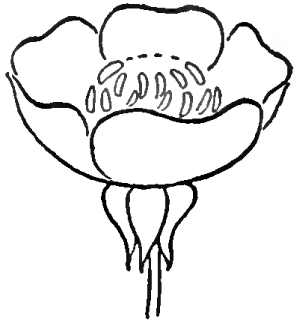 298x321 Step 3 Drawing Flowers Buttercups Tattoos Drawing