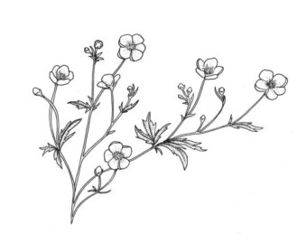 340x270 Lighten Up, Buttercup Get A Hobby.