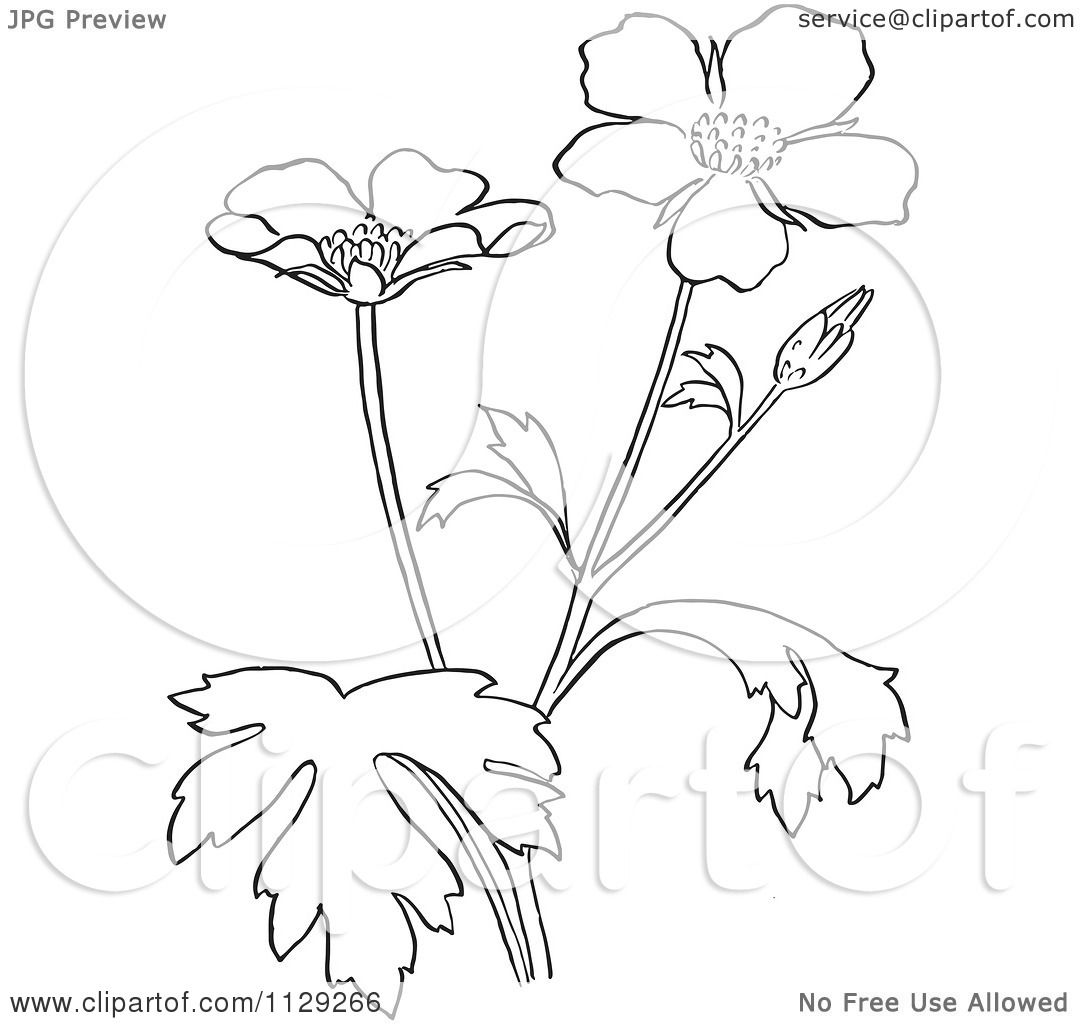1080x1024 Cartoon Clipart Of An Outlined Buttercup Flower Plant