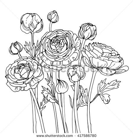 450x470 Garden Buttercups. Ranunculus. Garden Flowers Painted Line On