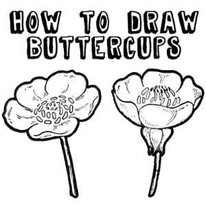 300x300 How To Draw Flowers Drawing Buttercups Step By Step Lesson