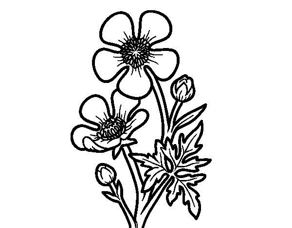 600x470 Meadow Buttercup Flower Coloring Page
