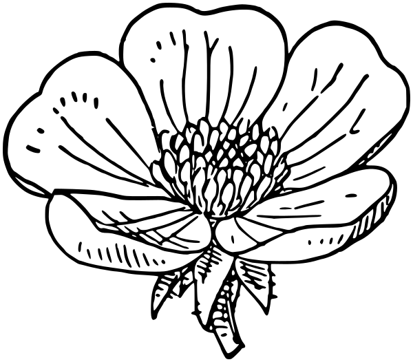 600x526 Buttercup Blossom Lineart