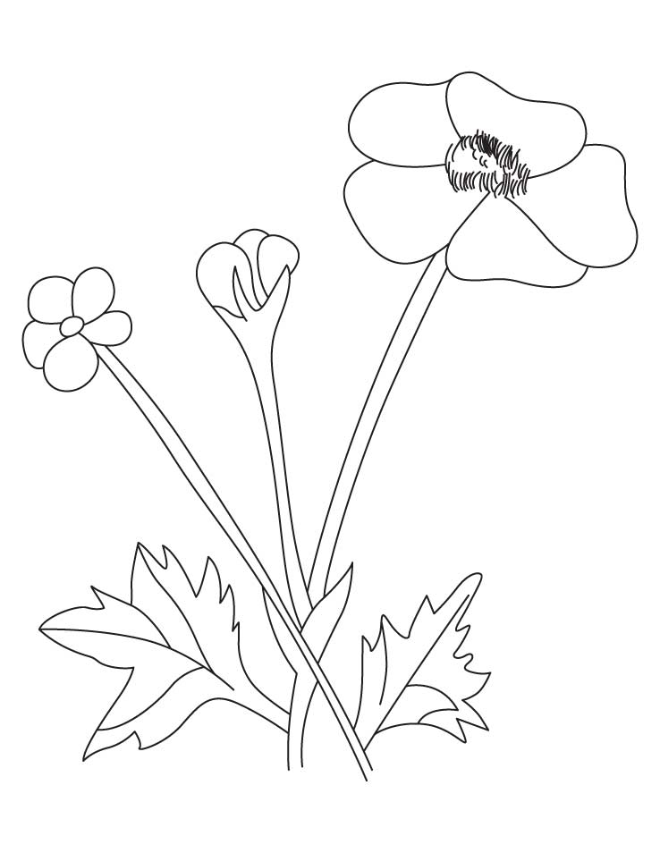 Download 67+ Buttercup Coloring Pages PNG PDF File