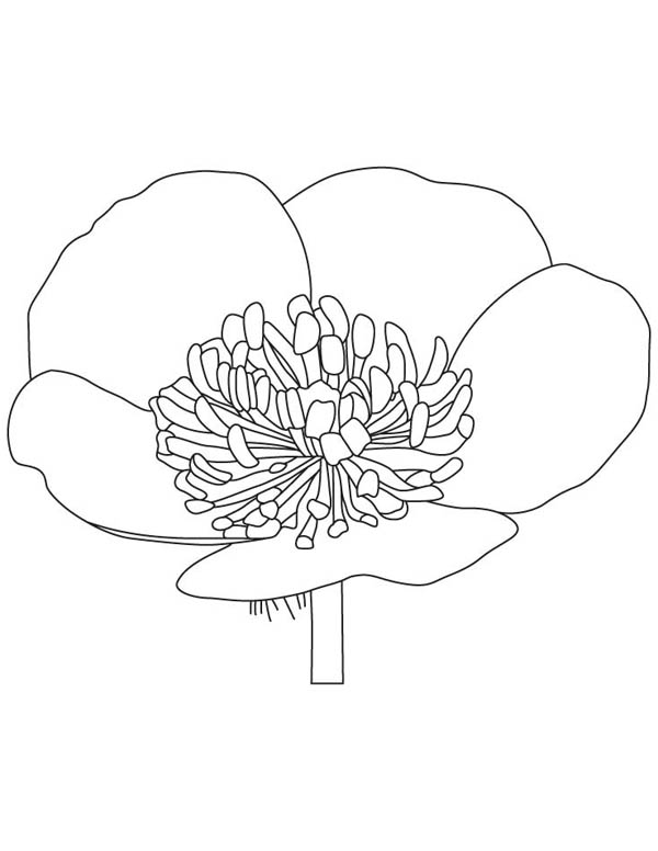 600x776 Buttercup Flower Coloring Page Color Luna