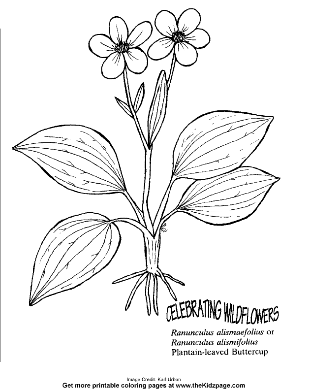 628x796 Buttercup Flower Free Coloring Pages For Kids