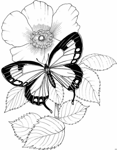 447x576 Butterflies And Flowers Coloring Pages Butterfly