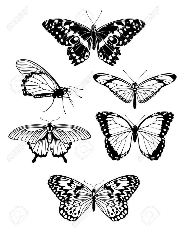 Butterflies Drawing