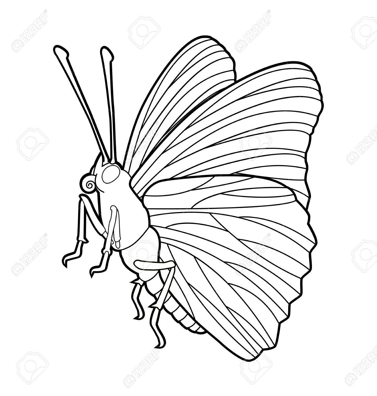 1240x1300 Line Drawing Butterfly Visio Stencil Patch Panel