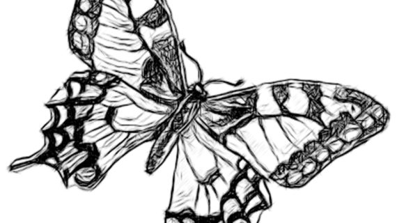 570x320 Pencil Drawing Of A Butterfly Pencil Sketches Of Butterflies