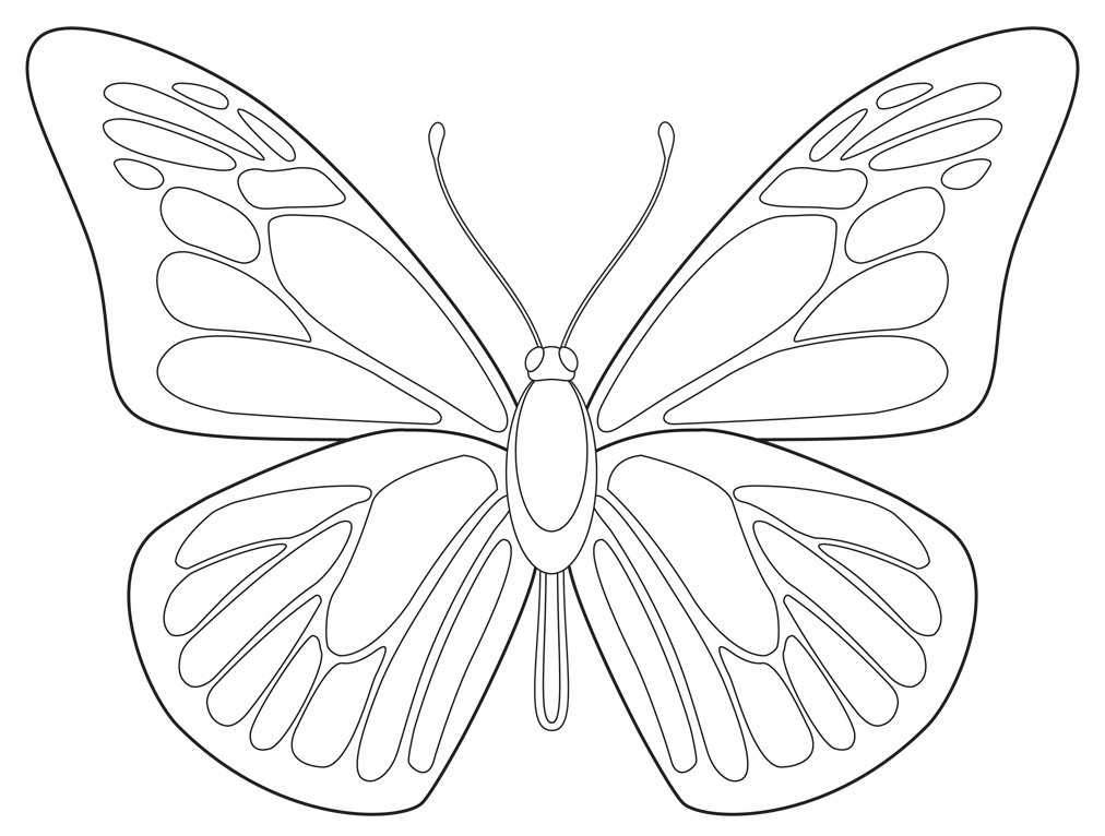 1012x766 How To Draw A Butterfly How To Draw A Butterfly