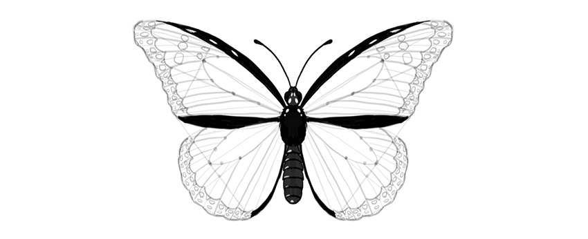 850x346 How To Draw A Butterfly Step By Step