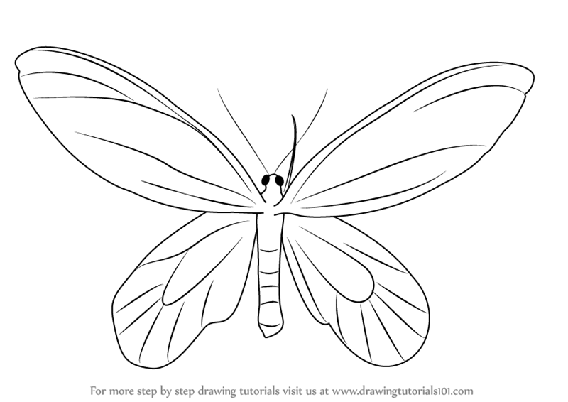 800x566 Learn How To Draw A Birdwing Butterfly (Insects) Step By Step