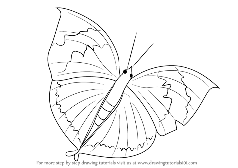 800x566 Learn How To Draw An Orange Oakleaf Butterfly (Butterflies) Step